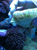 ImageUploadedByReefs1361558267.860980.jpg
