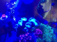 ImageUploadedByReefs1374627169.948327.jpg