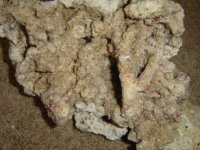 30lbs bucket of dead rocks 003.JPG