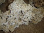 30lbs bucket of dead rocks 004.JPG