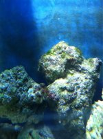ImageUploadedByReefs1357080144.387740.jpg