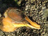 ImageUploadedByReefs1370620650.370819.jpg