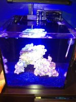 ImageUploadedByReefs1378687364.018710.jpg ImageUploadedByReefs1378687364.018710.jpg