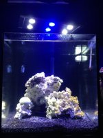 ImageUploadedByReefs1378687452.612340.jpg ImageUploadedByReefs1378687452.612340.jpg