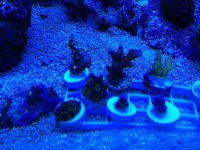 ImageUploadedByReefs1361577387.035485.jpg