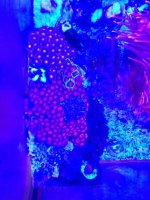 ImageUploadedByReefs1374682369.785073.jpg