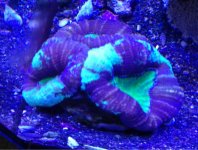 ImageUploadedByReefs1370631381.030656.jpg