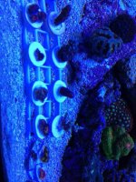 ImageUploadedByReefs1361577408.216595.jpg