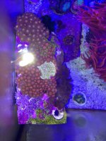ImageUploadedByReefs1374682376.834618.jpg