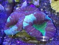 ImageUploadedByReefs1370631388.345654.jpg