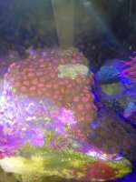 ImageUploadedByReefs1374682383.532555.jpg