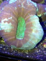 ImageUploadedByReefs1370631395.012170.jpg