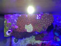 ImageUploadedByReefs1374682391.782344.jpg