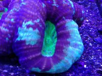 ImageUploadedByReefs1370631401.362062.jpg