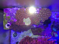ImageUploadedByReefs1374682398.068002.jpg