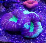 ImageUploadedByReefs1370631407.531220.jpg