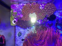 ImageUploadedByReefs1374682405.433135.jpg