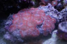 Acan colony 25 USd.JPG