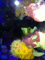 ImageUploadedByReefs1374682456.882775.jpg