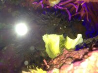 ImageUploadedByReefs1374682486.199556.jpg