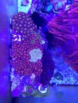 ImageUploadedByReefs1374682526.084915.jpg