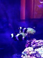 ImageUploadedByReefs1378737891.738816.jpg