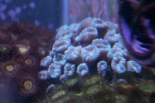 Green Trumpet Coral 25 USd.JPG