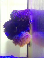 ImageUploadedByReefs1374682880.412957.jpg