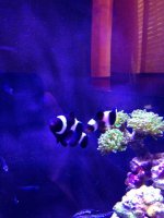 ImageUploadedByReefs1378737900.456890.jpg