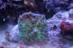 Green Yuma 20USd.JPG
