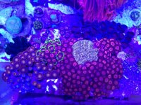 ImageUploadedByReefs1374686802.764472.jpg