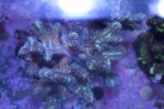 Hydnopora 25 USd.JPG