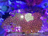 ImageUploadedByReefs1374686810.598753.jpg