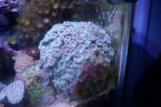 Large Trumpet Colony 75 USd.JPG
