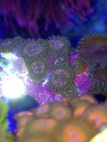 ImageUploadedByReefs1374687079.783785.jpg