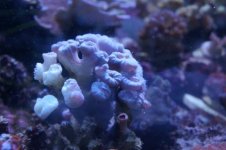 Light green trumpet coral colony 25USd.JPG