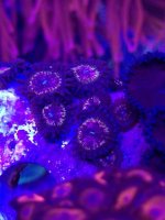 ImageUploadedByReefs1374687085.183687.jpg