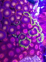 ImageUploadedByReefs1374687090.616942.jpg