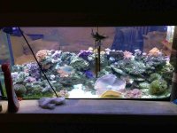 ImageUploadedByReefs1357098880.700397.jpg