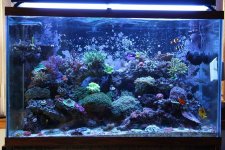 ImageUploadedByReefs1370636338.284755.jpg