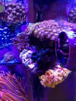 ImageUploadedByReefs1374697115.521739.jpg