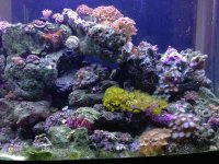 ImageUploadedByReefs1357099070.783889.jpg