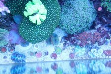ImageUploadedByReefs1370636357.520316.jpg