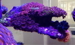ImageUploadedByReefs1374697121.253107.jpg