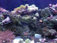 ImageUploadedByReefs1357099219.184189.jpg