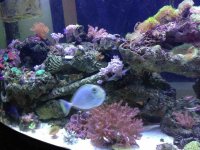 ImageUploadedByReefs1357099281.267456.jpg