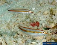 HALICHOERES PELICIERI.jpg