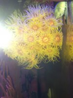ImageUploadedByReefs1374705414.137370.jpg