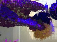 ImageUploadedByReefs1374705435.537810.jpg