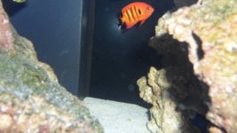 FISH 001.JPG